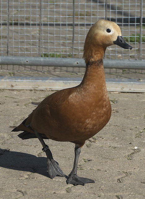 击与完播